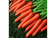 Темпо F1 - морковь, калиброванные семена, Никерсон Цваан (Голландия) фото, цена
